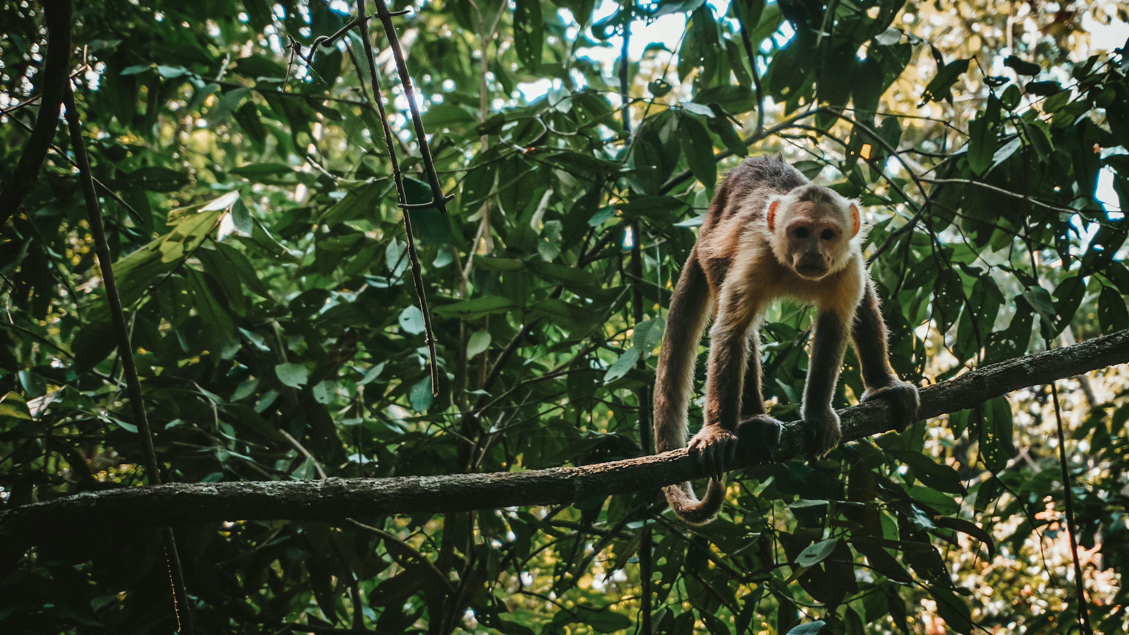 Baby Animals of America's National Parks Online