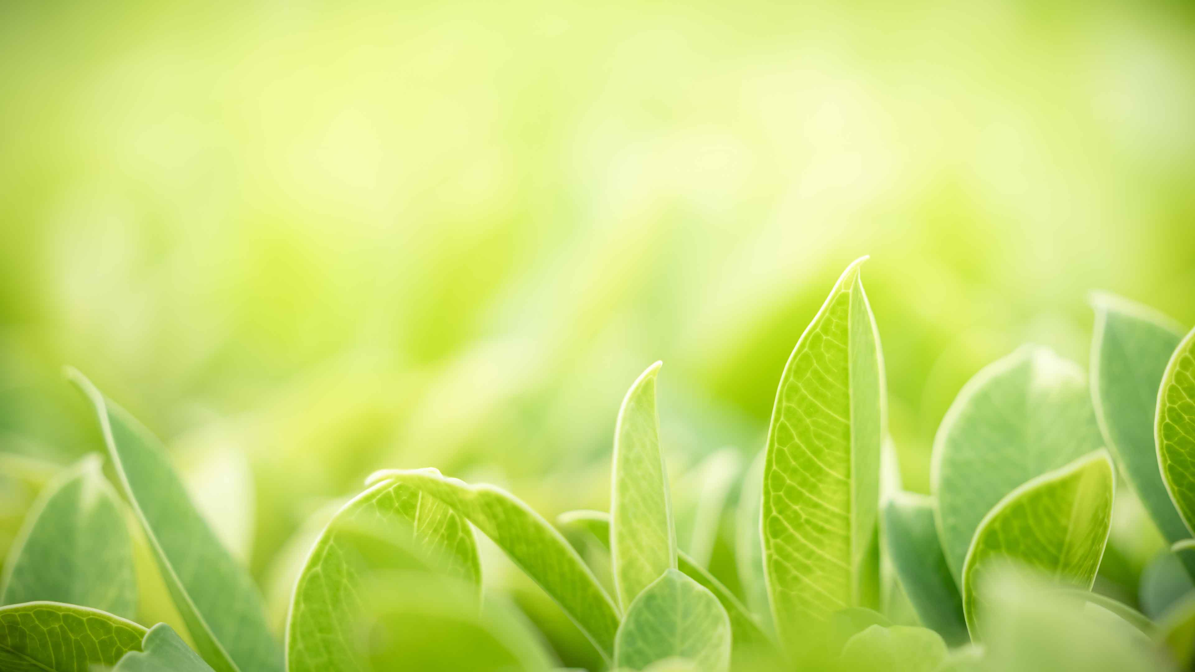 Nature's Cure Online