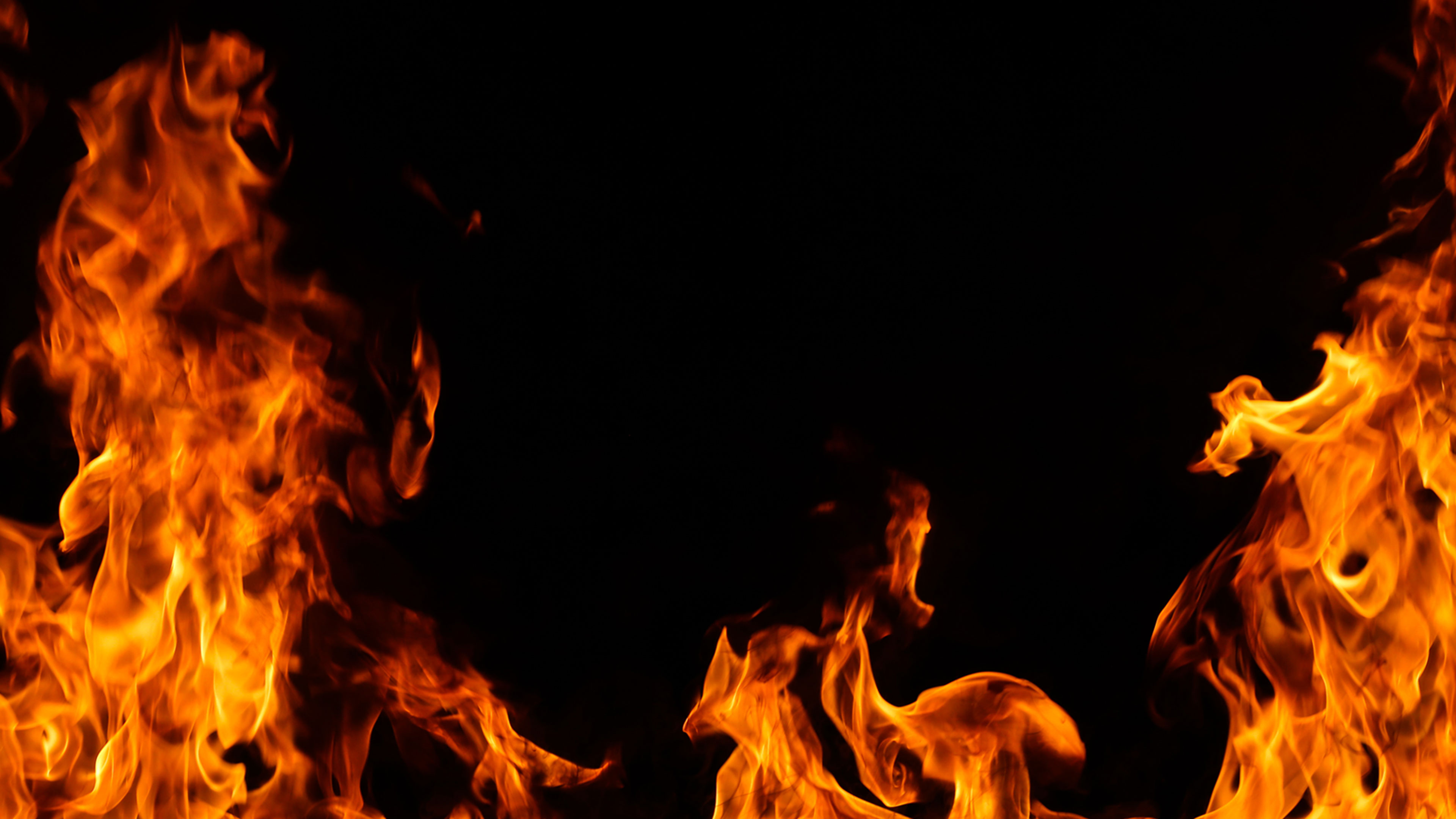 History Of Cockfight