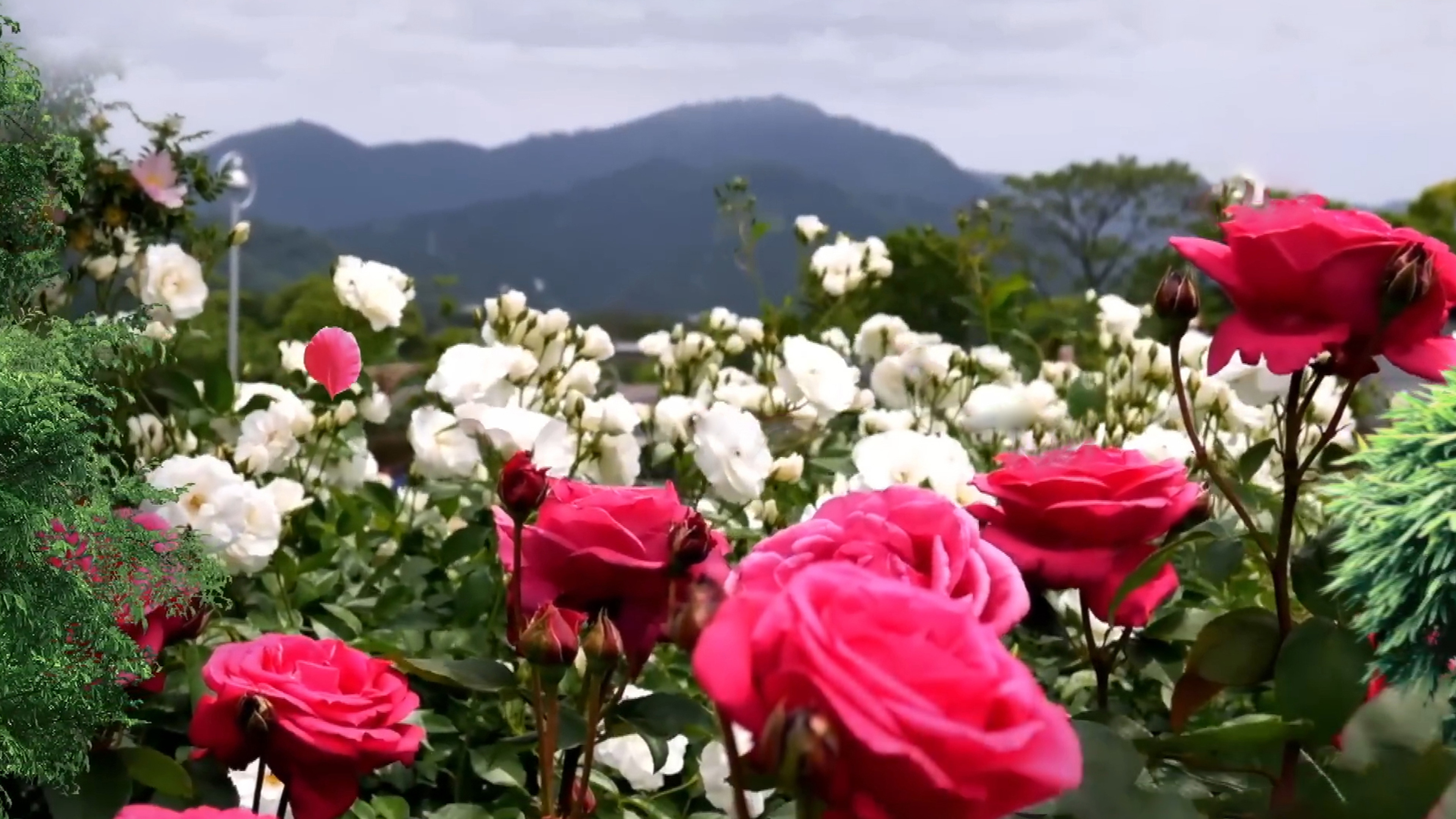 Aramathile rosapookkal